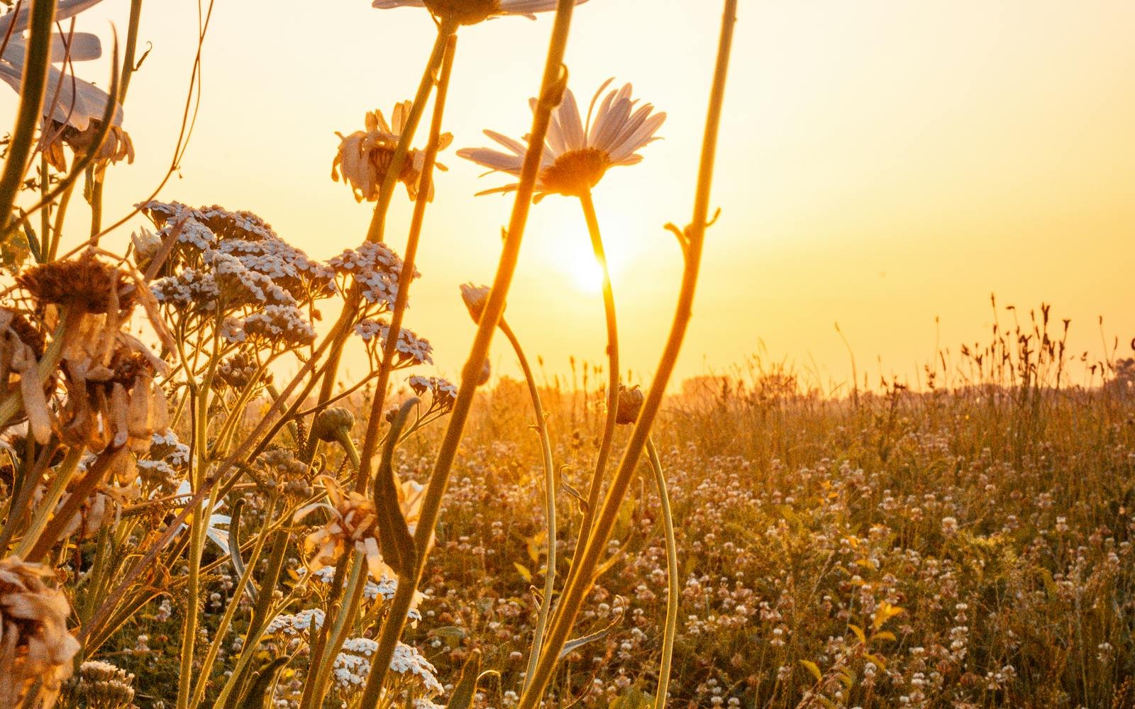 Sunrise breaking over an open flower field - light, warmth, and a sense of freedom